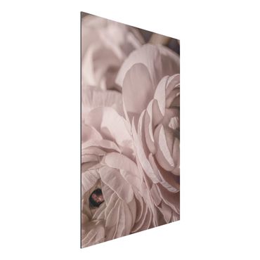 Print on aluminium - Blushing Flower
