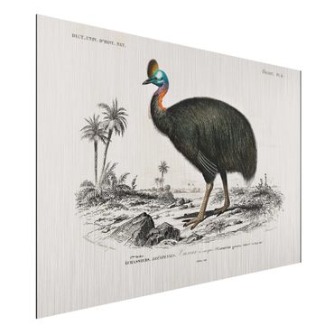 Print on aluminium - Vintage Board Emu