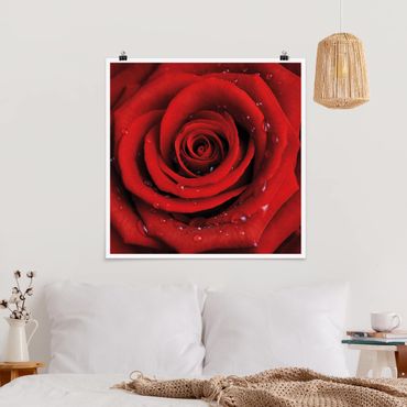Poster - Red Rose With Water Drops