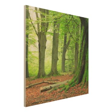 Wood print - Mighty Beech Trees