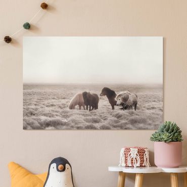 Canvas print - Wild Icelandic Horse