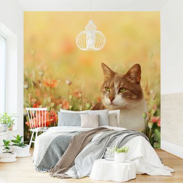 Wallpaper - Cat In A Field Of Poppies