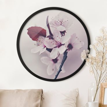 Circular framed print - Cherry Blossom Branch Antique Pink