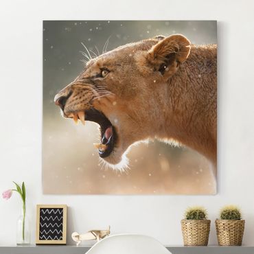 Print on canvas - Lioness on the hunt