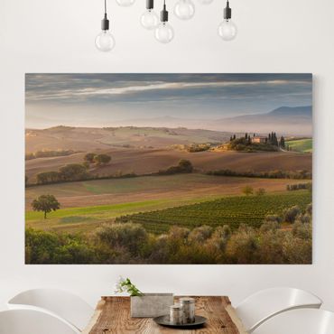 Print on canvas - Olive Grove In Tuscany