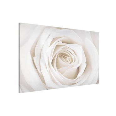 Magnetic memo board - Pretty White Rose