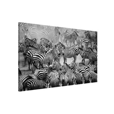 Magnetic memo board - Zebra herd II