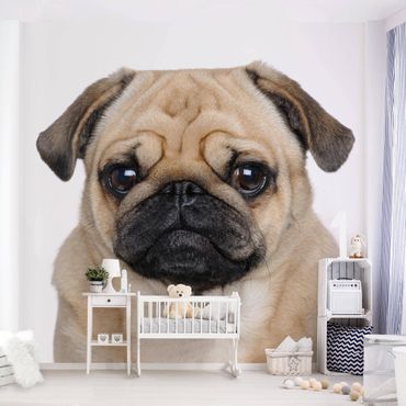 Wallpaper - Pug Portrait