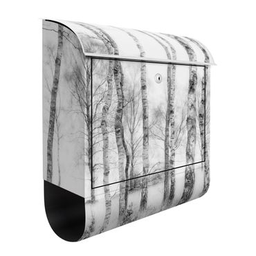 Letterbox - Mystic Birch Forest Black And White