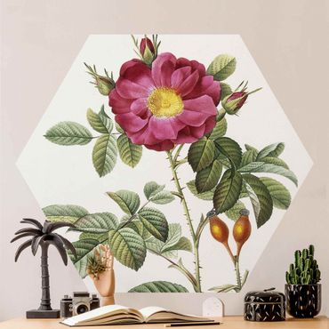 Self-adhesive hexagonal pattern wallpaper - Pierre Joseph Redoute - Portland Rose