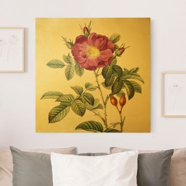 Canvas print gold - Pierre Joseph Redoute - Portland Rose