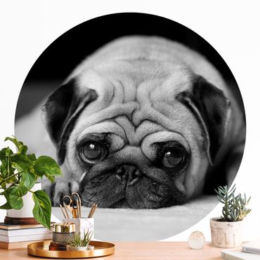 Self-adhesive round wallpaper - Pug Loves You II