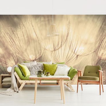 Wallpaper - Dandelions Close-Up In Cozy Sepia Tones