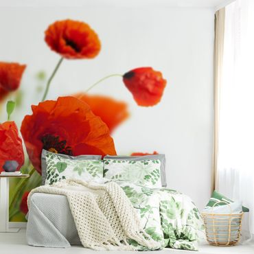 Wallpaper - Radiant Poppies