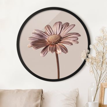 Circular framed print - Rosegolden Daisy