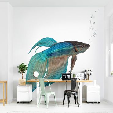 Wallpaper - Siamese Fighting Fish II