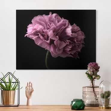 Canvas print - Proud Peony In Front Of Black