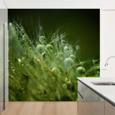Wallpaper - Green Seeds In The Rain