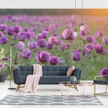 Wallpaper - Purple Poppy Flower Meadow In Spring