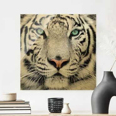 Glass print - White Tiger
