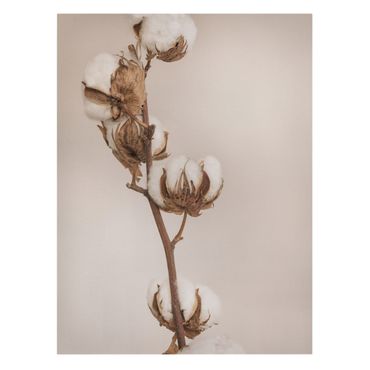 Print on canvas - Fragile Cotton Twig