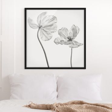 Framed poster - Two Delicate White Tulips