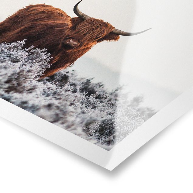 Poster print Bison In The Highlands