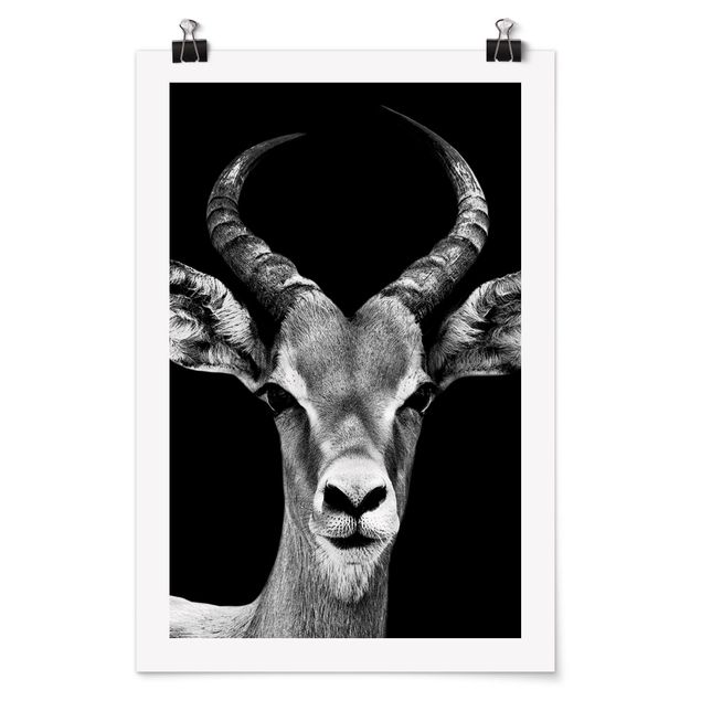Modern art prints Impala antelope black and white