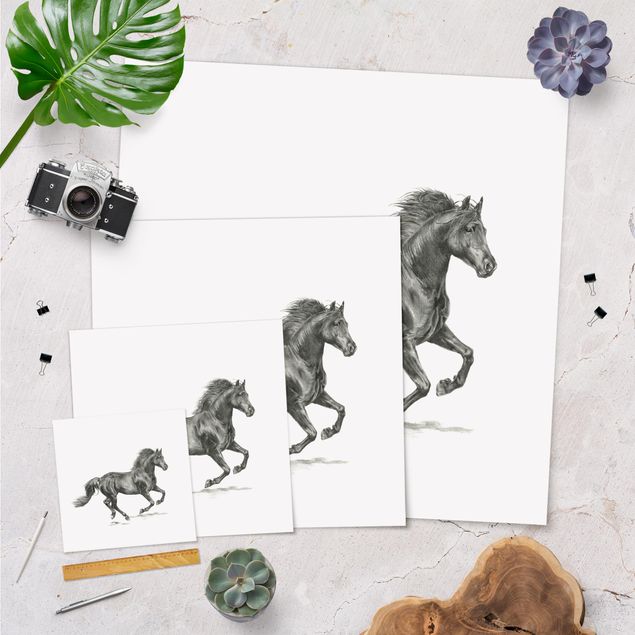 Prints Wild Horse Trial - Stallion