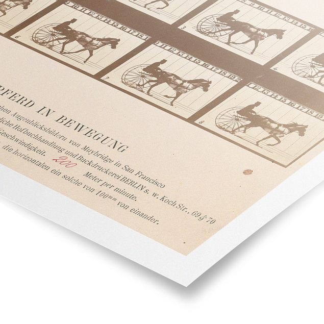 Art posters Eadweard Muybridge - The horse in Motion