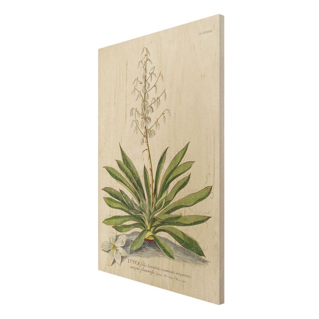 Wood prints landscape Vintage Botanical Illustration Yucca