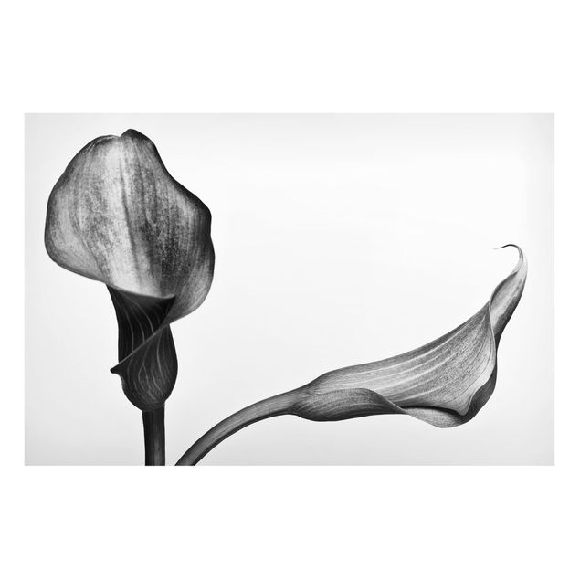 Magnet boards flower Calla Close-Up Black And White