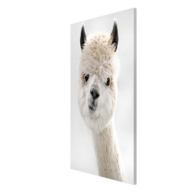Magnet boards animals Alpaca Portrait