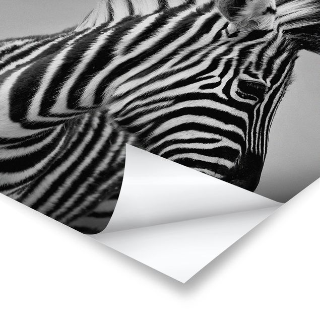 Black and white art Zebra Baby Portrait II