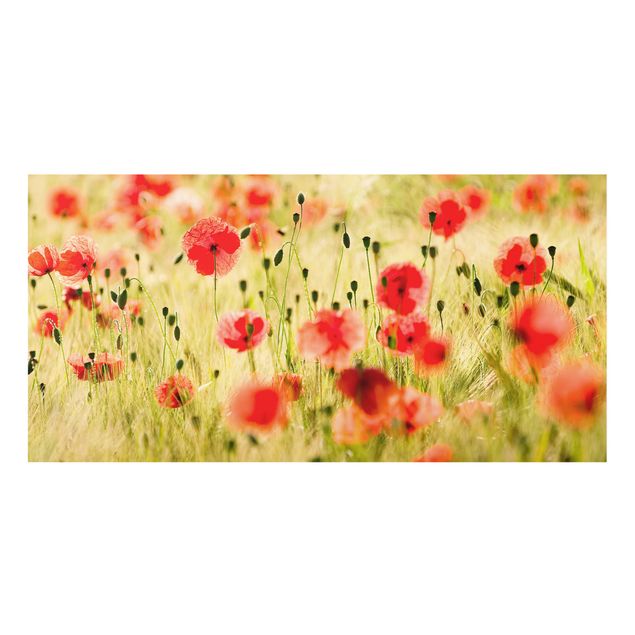 Glass Splashback - Summer Poppies - Landscape 1:2