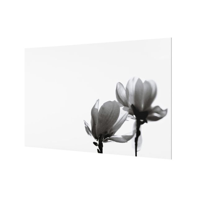 Splashback - Herald Of Spring Magnolia Black And White - Landscape format 3:2