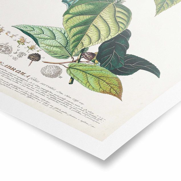 Prints green Vintage Botanical Illustration Cocoa