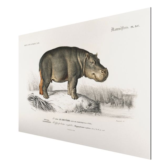 Horse prints Vintage Board Hippo