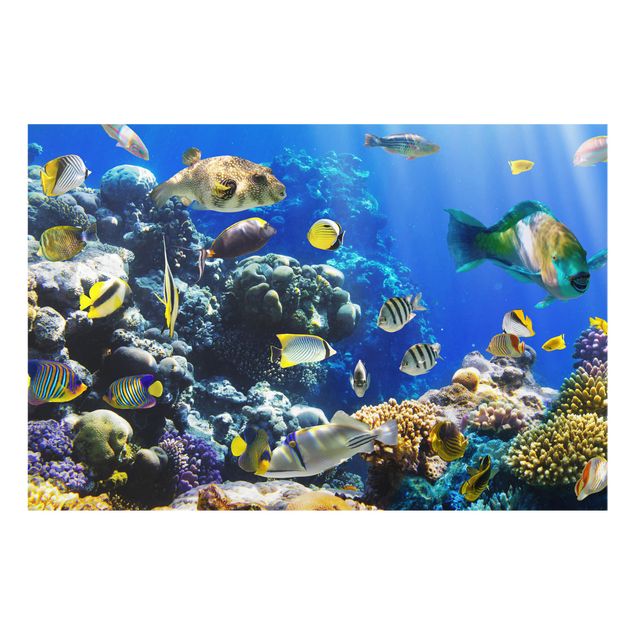 Glass splashback kitchen animals Underwater Reef