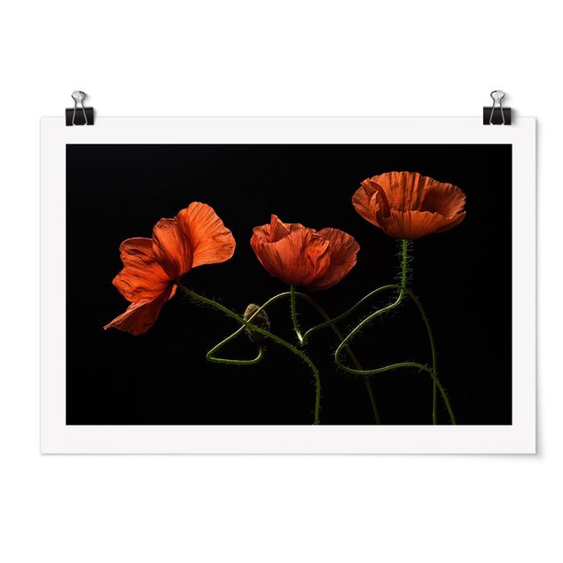 Floral picture Poppies At Midnight