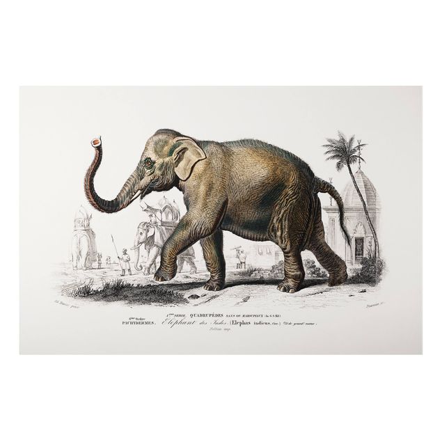 Prints elefant Vintage Board Elephant