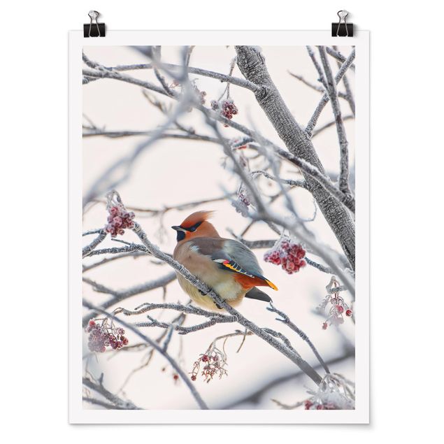 Animal canvas Waxwing on a Tree