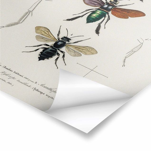 Poster print Vintage Board Insects