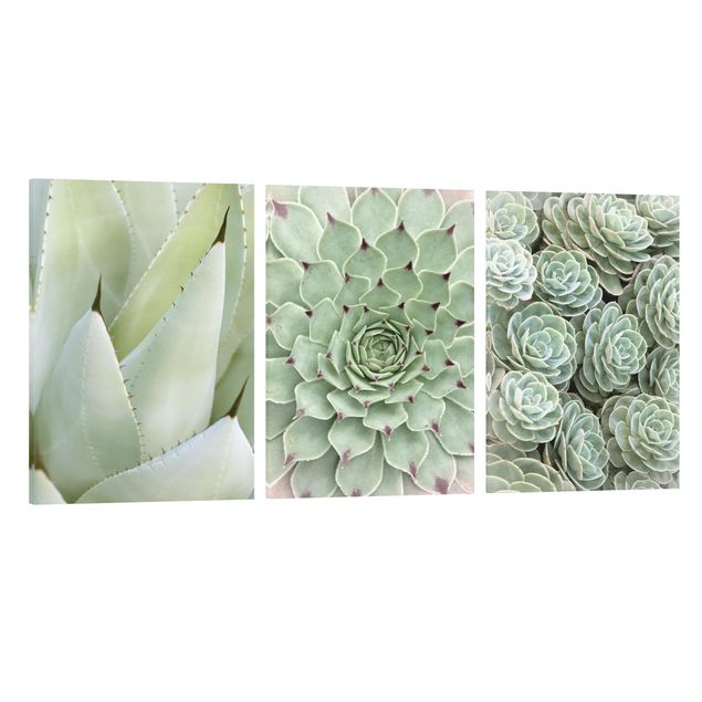 Contemporary art prints Agave and Succulent Trio