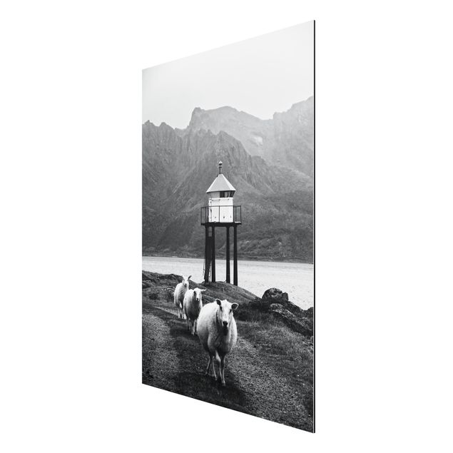 Prints modern Three Sheep On the Lofoten