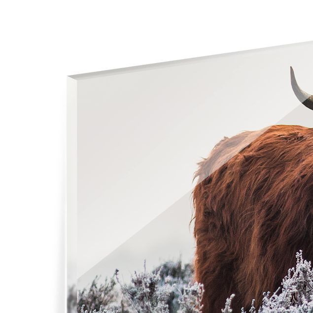 Glass Splashback - Bison In The Highlands - Panoramic