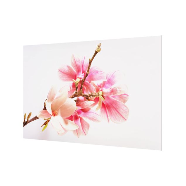 Glass Splashback - Magnolia Blossoms - Landscape 2:3