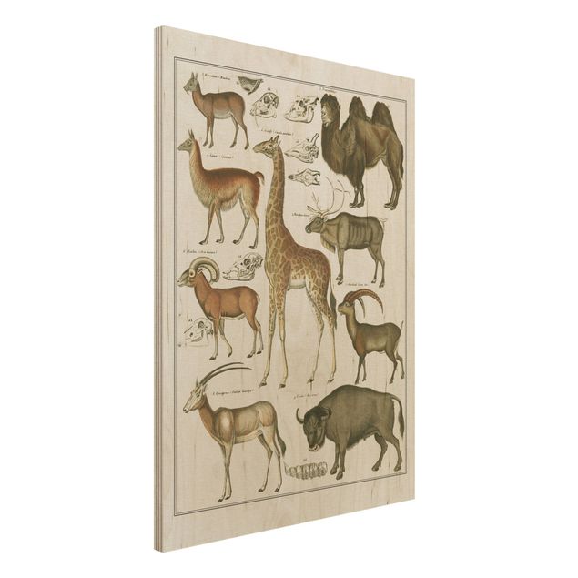 Kitchen Vintage Board Giraffe, Camel And IIama