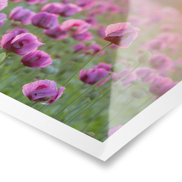 Purple print Purple Poppy Flower Meadow In Spring