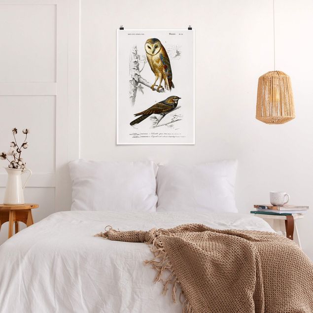 Vintage wall art Vintage Board Owl And Swallow